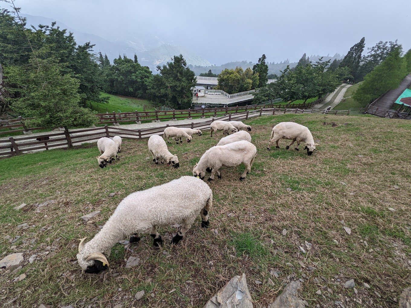 清境農場訪客必做的事｜避免錯過的精彩景點與體驗