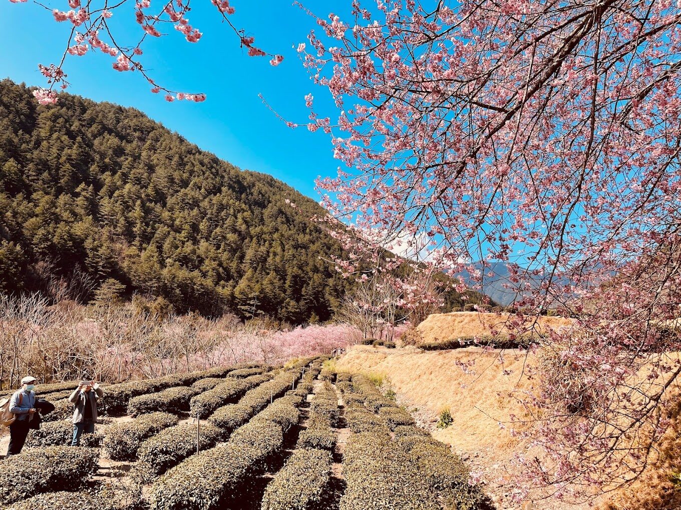 武陵農場必去景點！不能錯過的美麗秘境