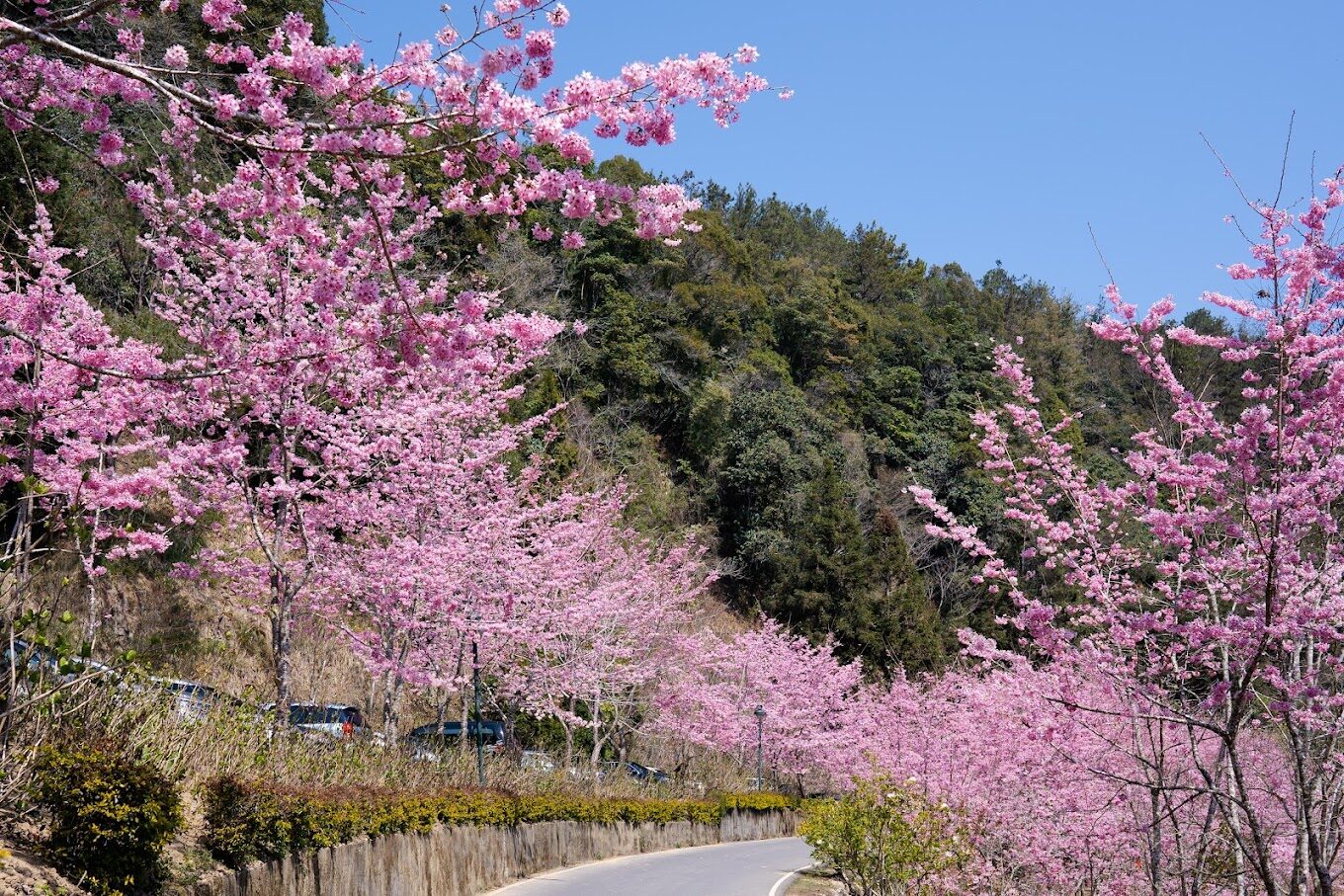 【2025】杉林溪櫻花必看攻略｜避免錯過的賞花秘點
