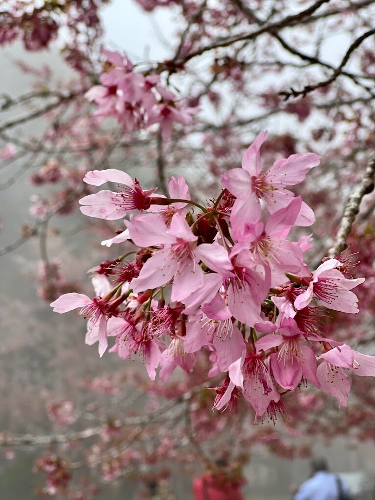 【2025】杉林溪櫻花必看攻略｜避免錯過的賞花秘點