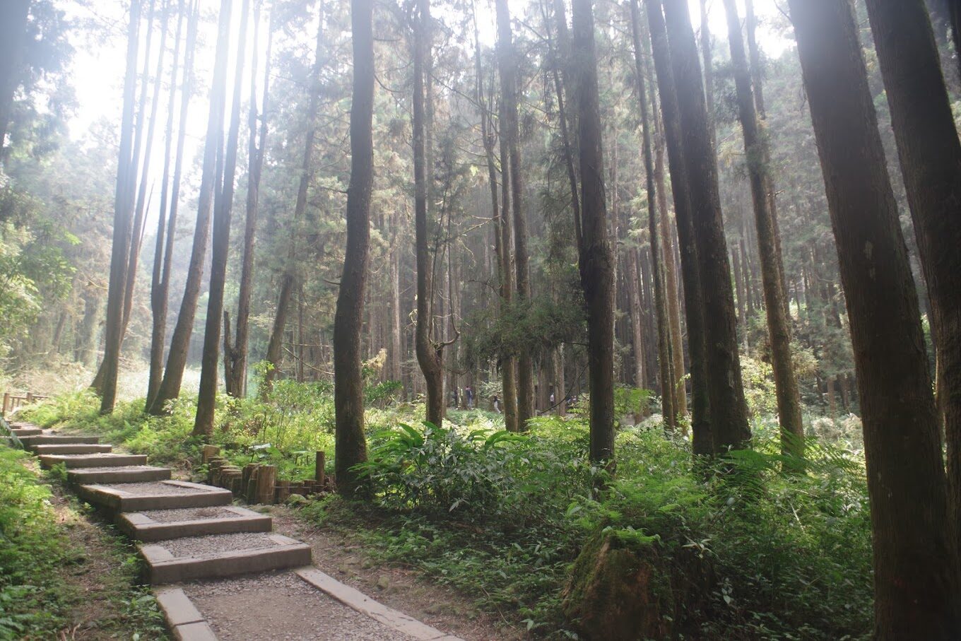 【2025】杉林溪櫻花必看攻略｜避免錯過的賞花秘點