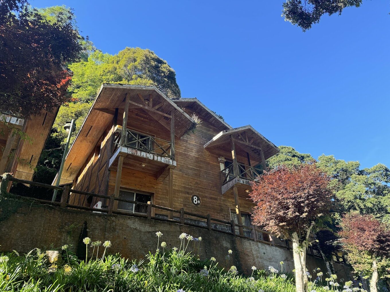 【2025】杉林溪櫻花必看攻略｜避免錯過的賞花秘點