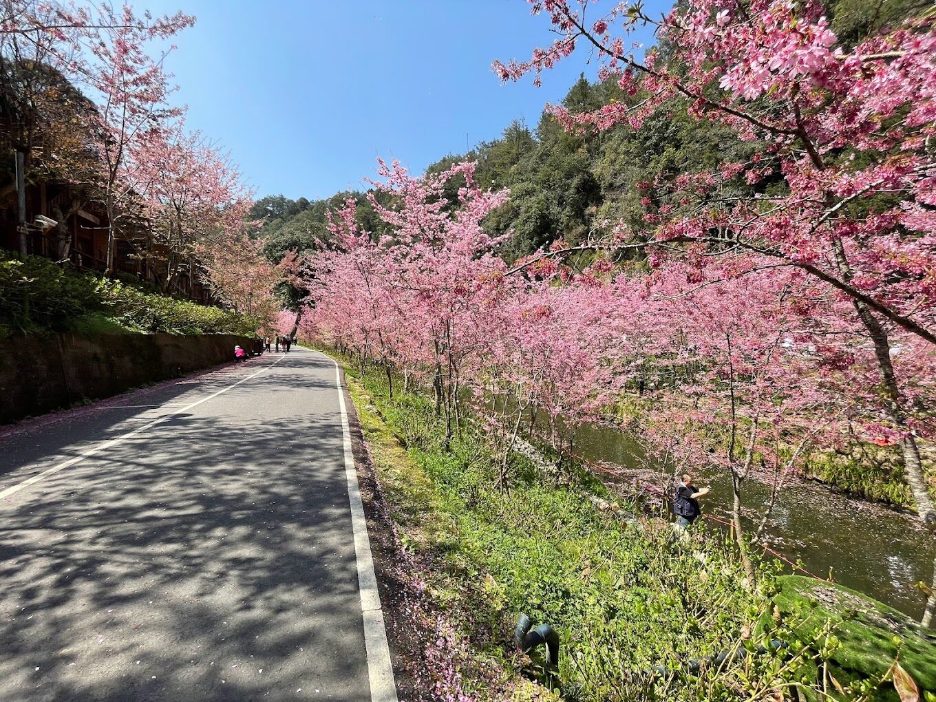 【2025】杉林溪櫻花必看攻略｜避免錯過的賞花秘點