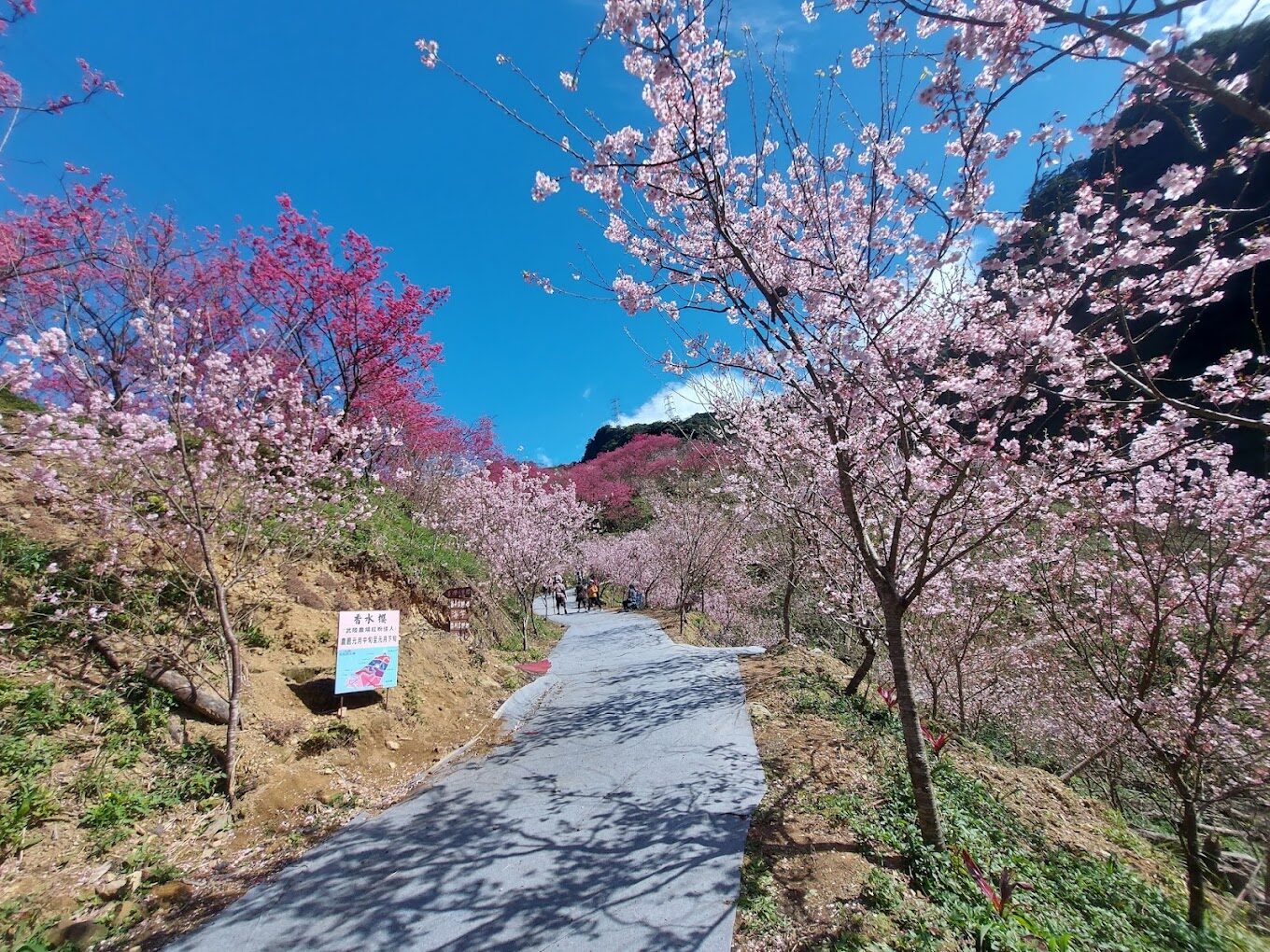 【2025】櫻花季節不踩雷!必知的旅遊攻略