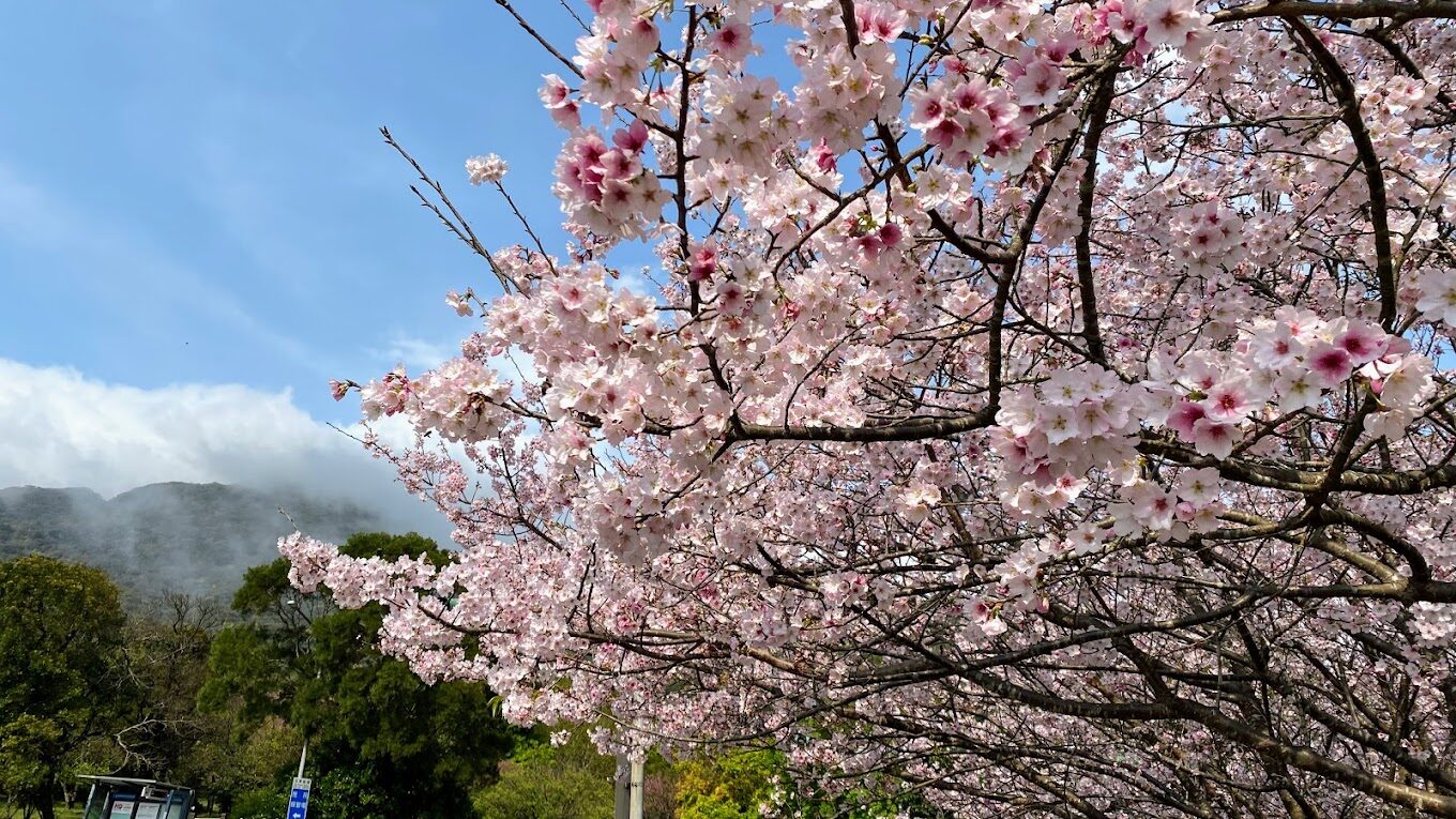 【2025】櫻花季節不踩雷!必知的旅遊攻略