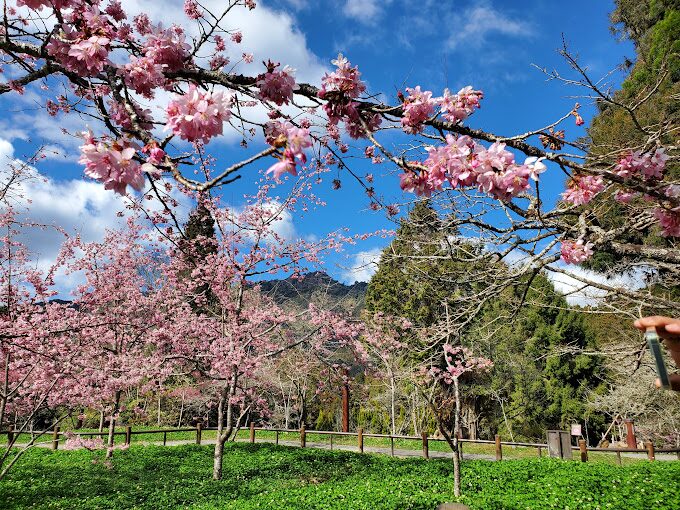 【2025】櫻花季節不踩雷!必知的旅遊攻略