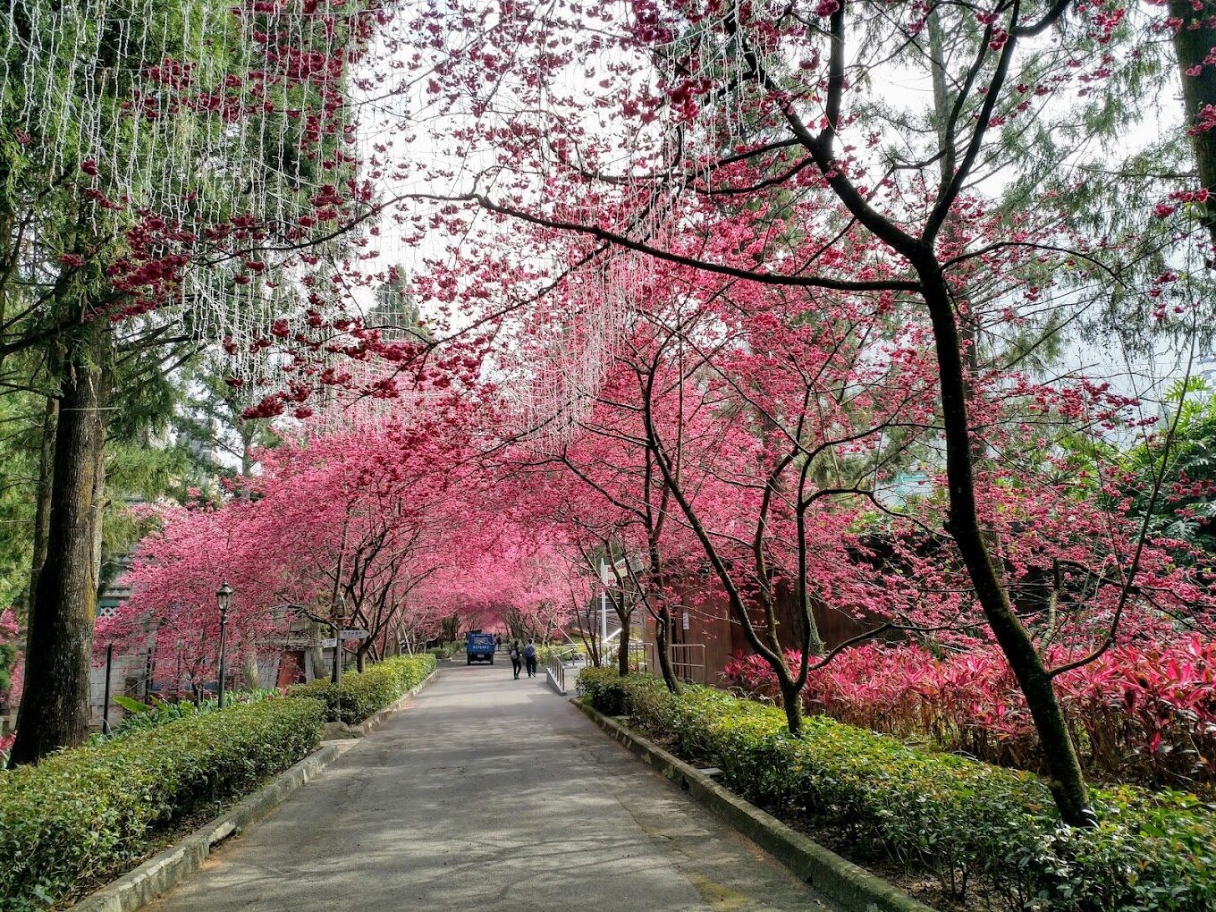 【2025】櫻花季節不踩雷!必知的旅遊攻略