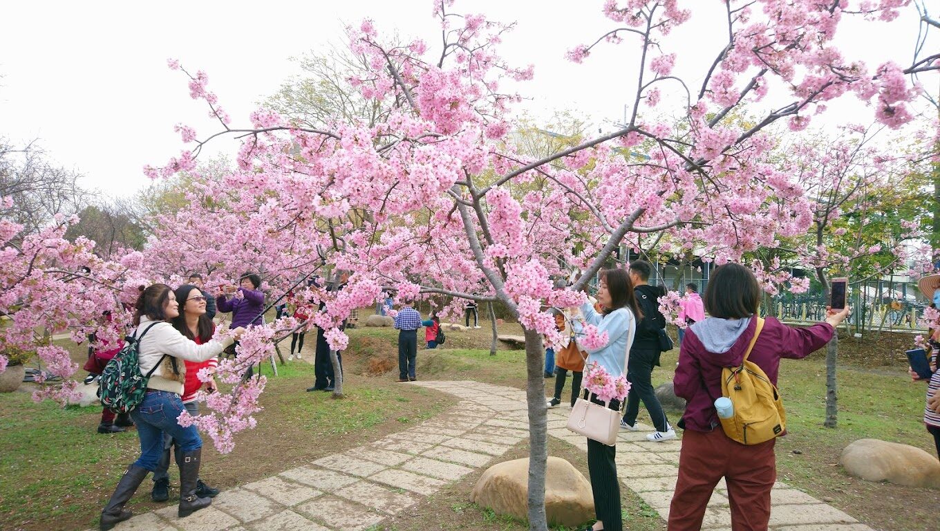 【2025】櫻花季節不踩雷!必知的旅遊攻略
