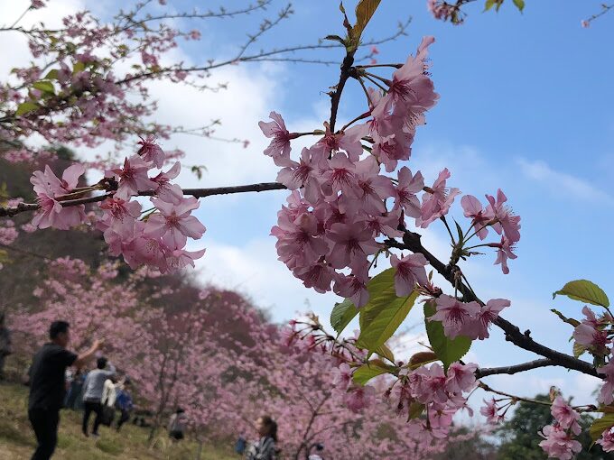【2025】櫻花季節不踩雷!必知的旅遊攻略