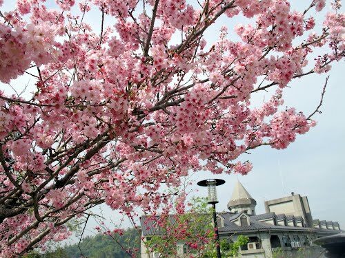 【2025】櫻花季節不踩雷！必知的旅遊攻略