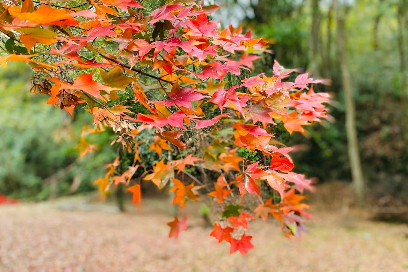 奧萬大絕美景點：你不可錯過的必遊地點