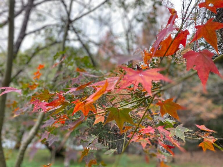 奧萬大絕美景點：你不可錯過的必遊地點