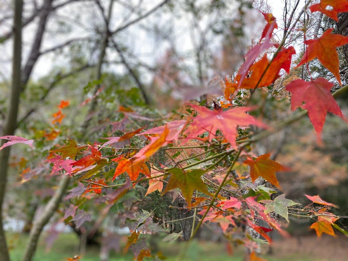 奧萬大絕美景點：你不可錯過的必遊地點