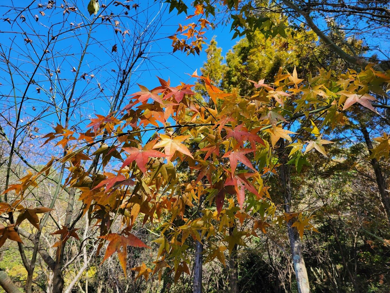奧萬大絕美景點：你不可錯過的必遊地點