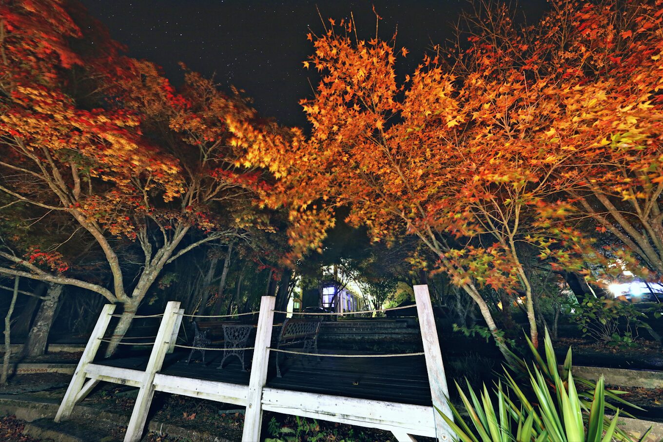 武陵農場訂房攻略｜避開這常見陷阱，確保完美住宿體驗