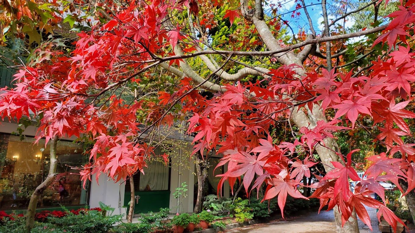 武陵農場訂房攻略｜避開這常見陷阱，確保完美住宿體驗