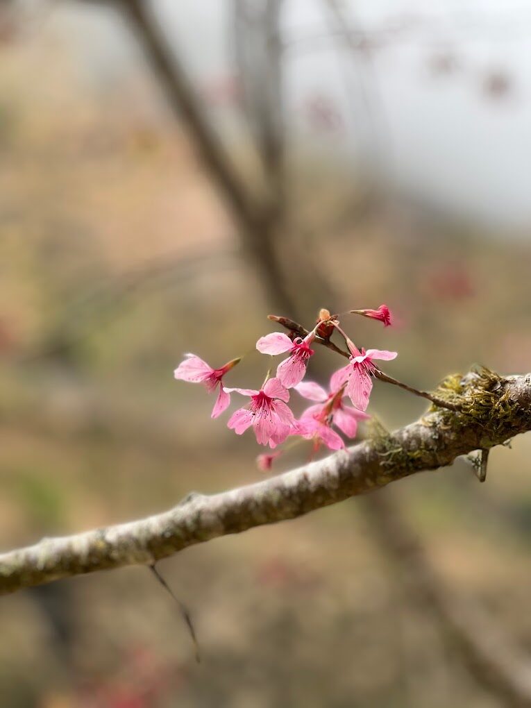 【2025】杉林溪必遊景點清單：避免錯過的自然美景