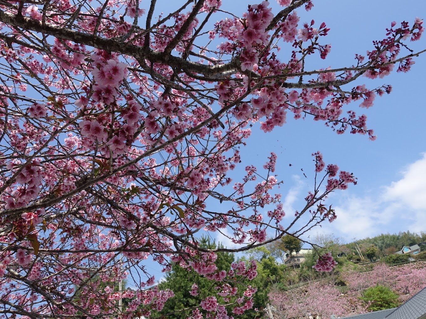 太平雲梯必遊攻略｜絕美景點與當地美食推薦