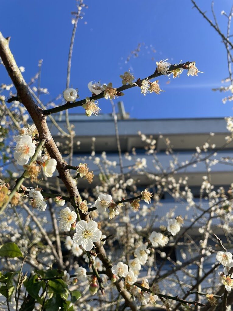 太平雲梯必遊攻略｜絕美景點與當地美食推薦
