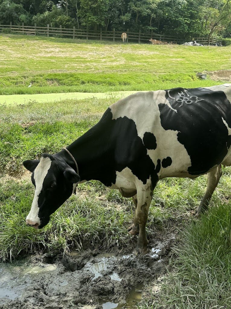 2025苗栗景點不容錯過:必訪景點帶你深度探索