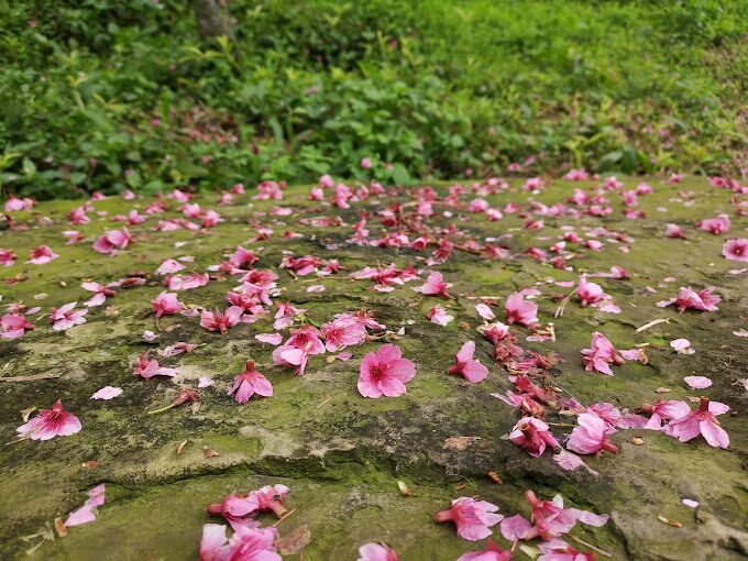 大熊櫻花林旅遊指南｜避開人潮的最佳觀賞時刻！