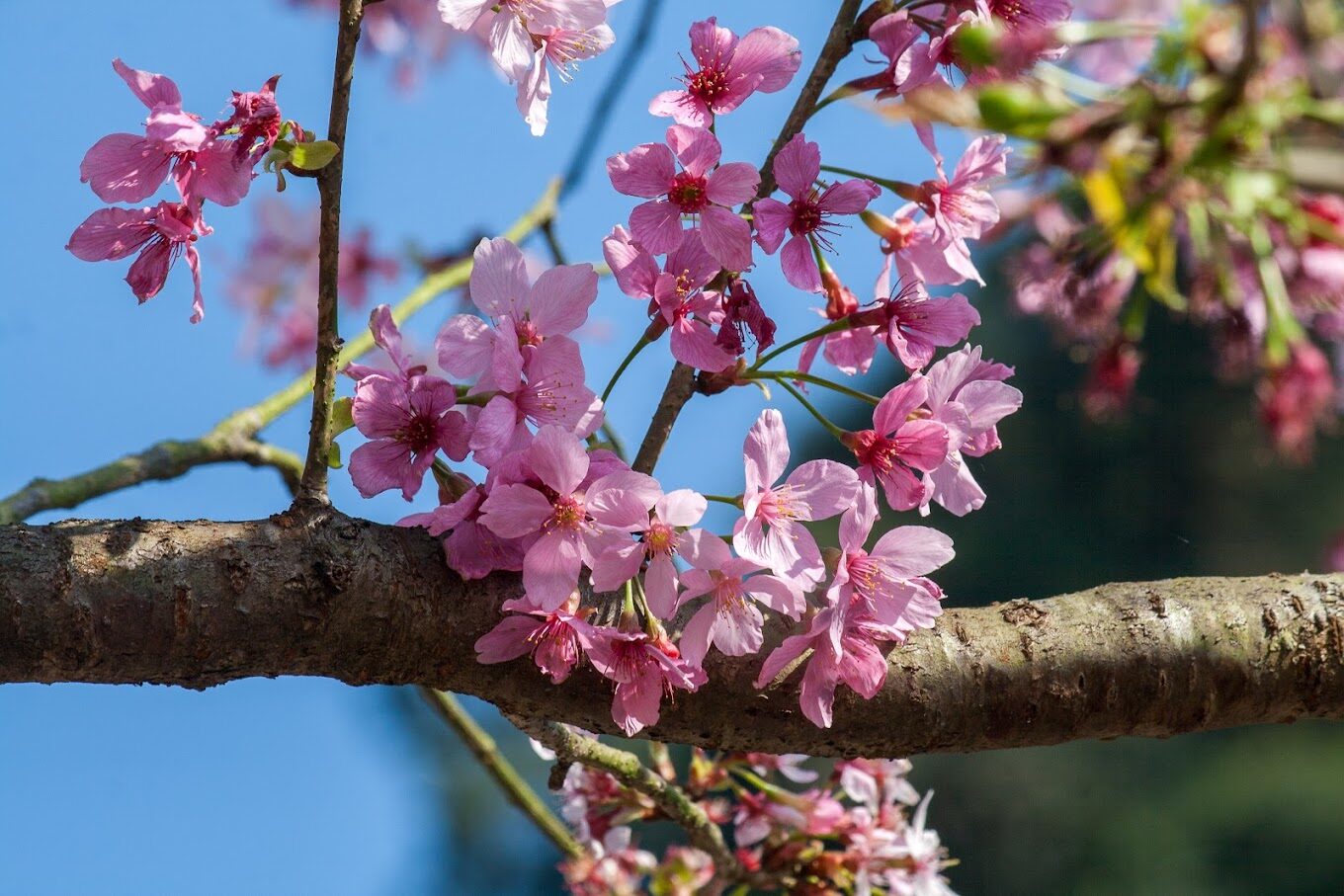 三峽大熊櫻花林必訪指南｜不容錯過的賞櫻秘境