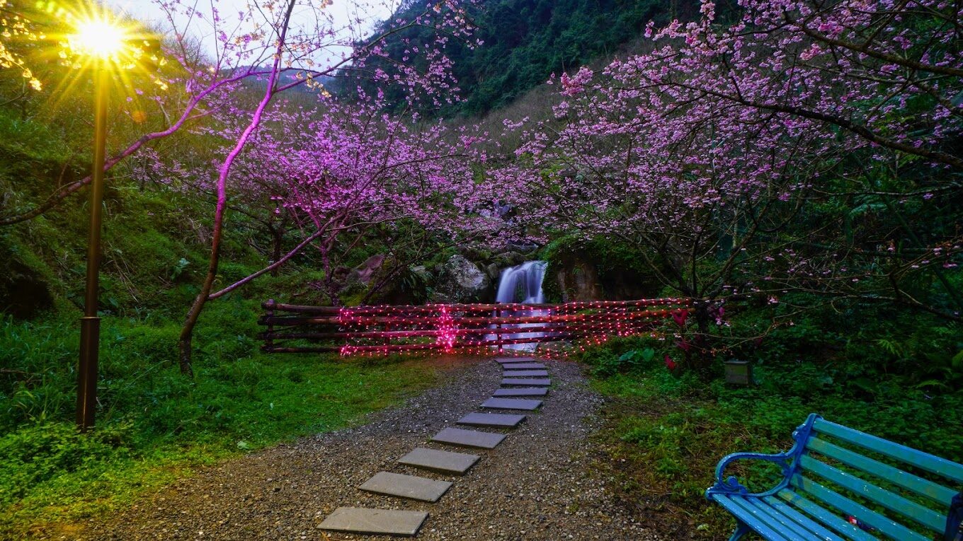 三峽大熊櫻花林必訪指南｜不容錯過的賞櫻秘境