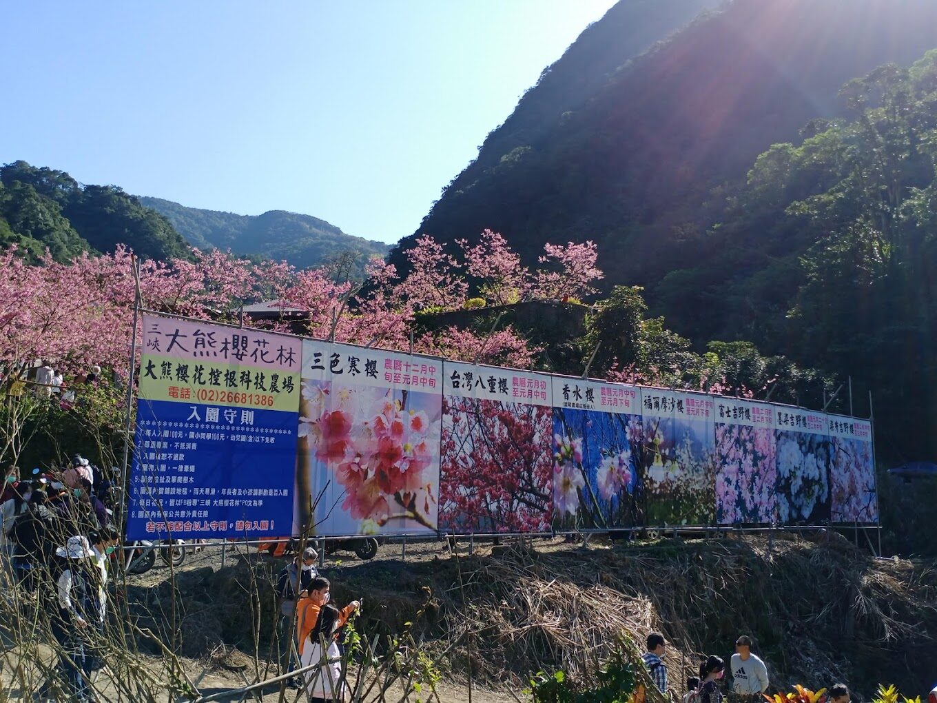 三峽大熊櫻花林必訪指南｜不容錯過的賞櫻秘境