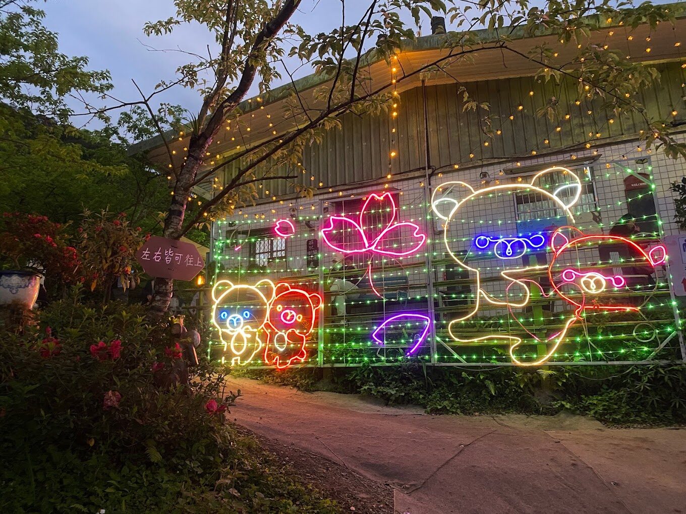 三峽大熊櫻花林必訪指南｜不容錯過的賞櫻秘境