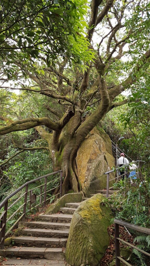 2025象山步道攻略｜避開人潮的最佳時間與景點推薦