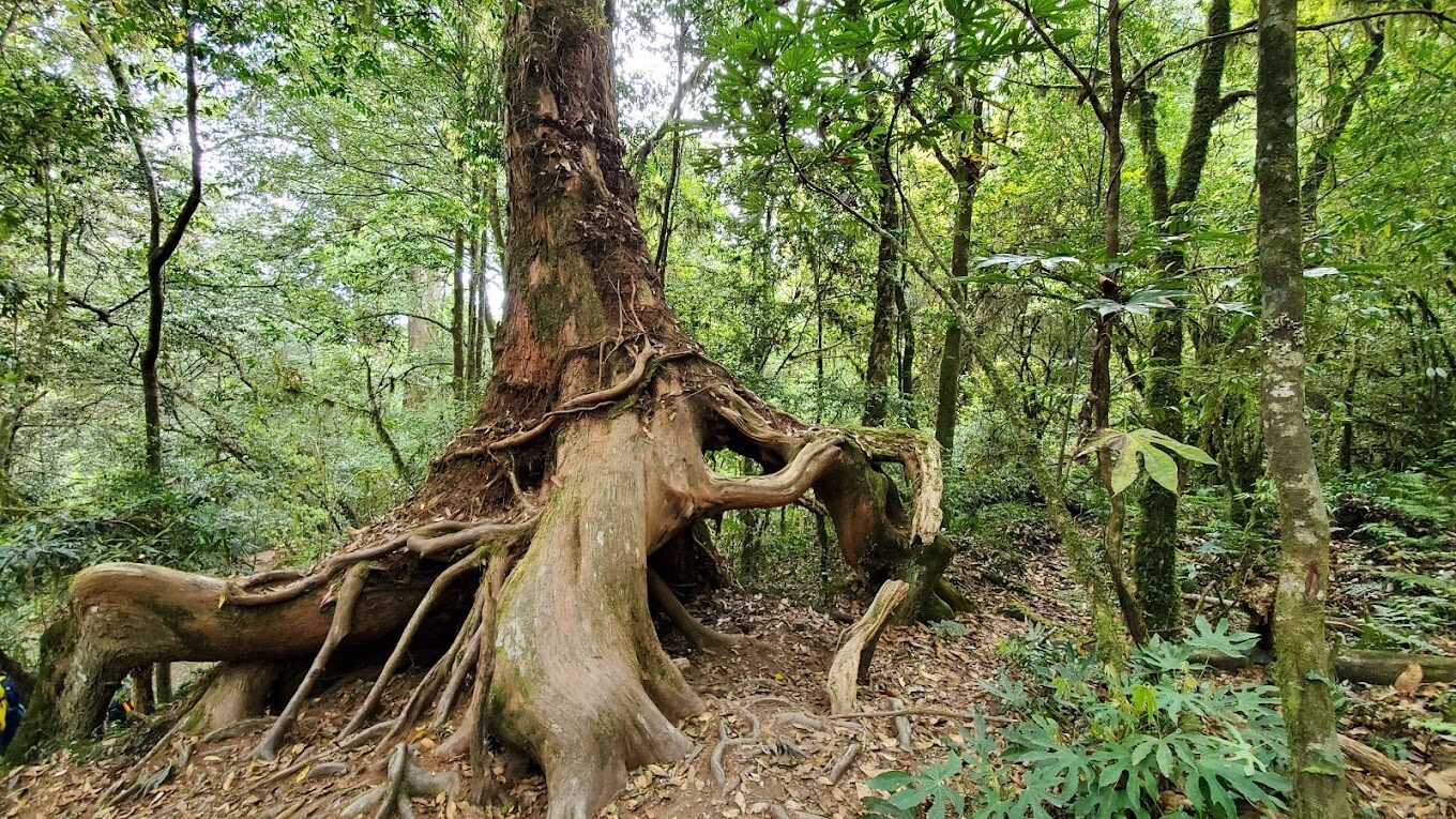 鎮西堡神木群中巨大的紅檜樹幹