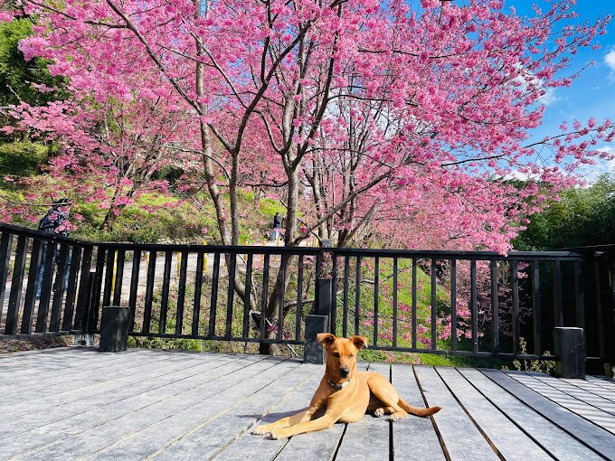 司馬庫斯必遊景點推薦｜避開人潮的秘境探索