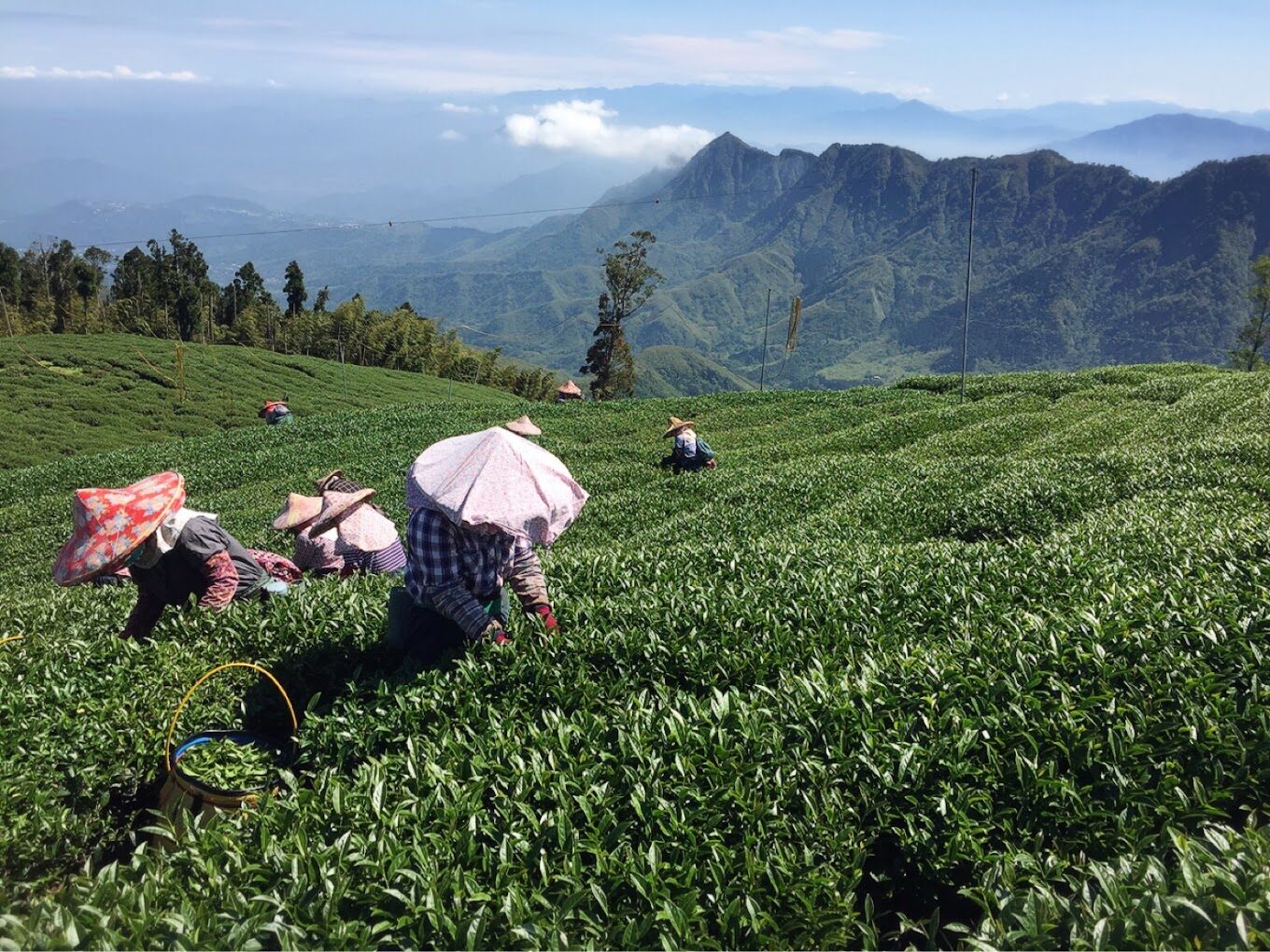 杉林溪必遊景點｜探索自然美景與隱藏秘境