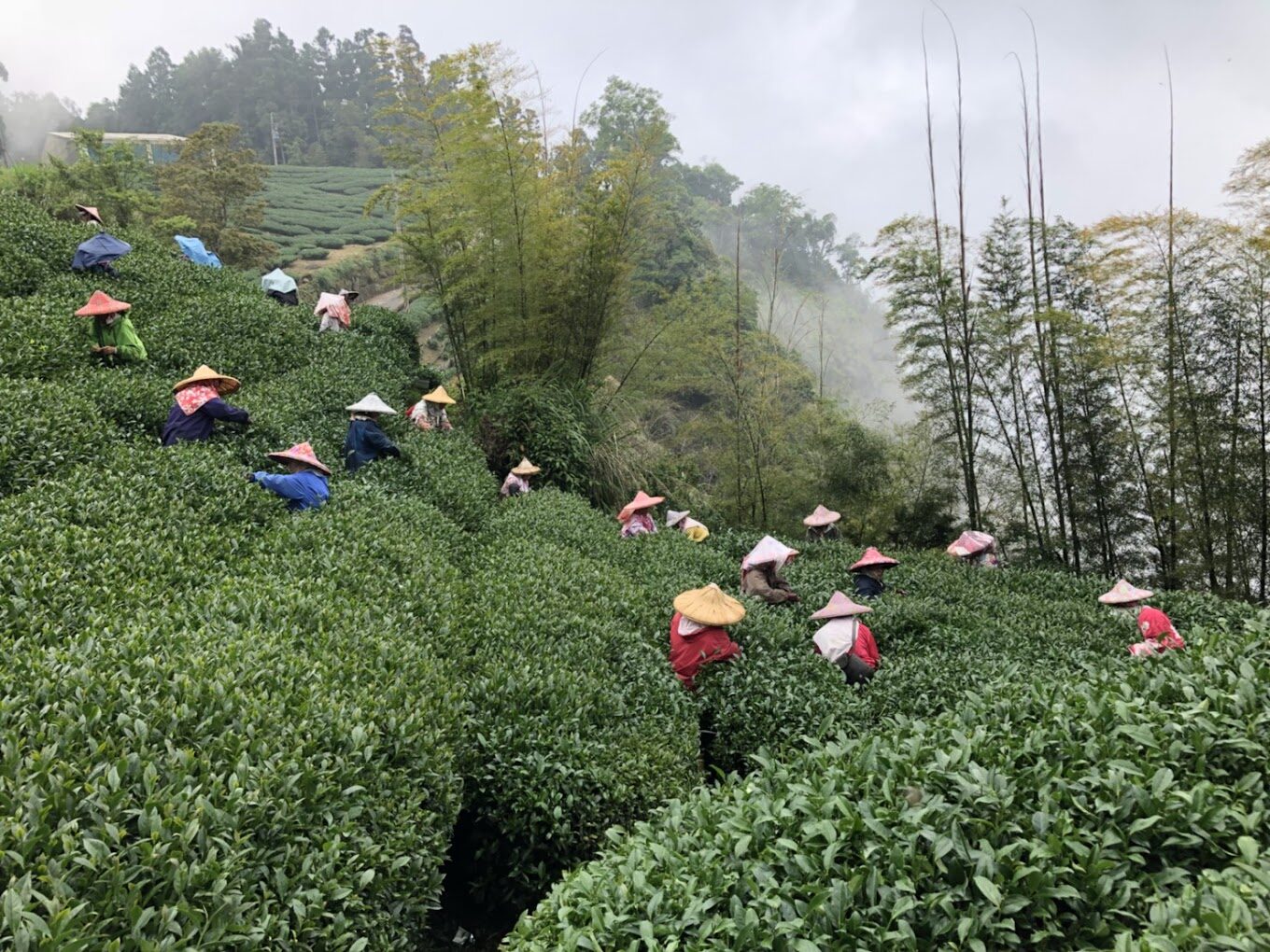 杉林溪必遊景點｜探索自然美景與隱藏秘境