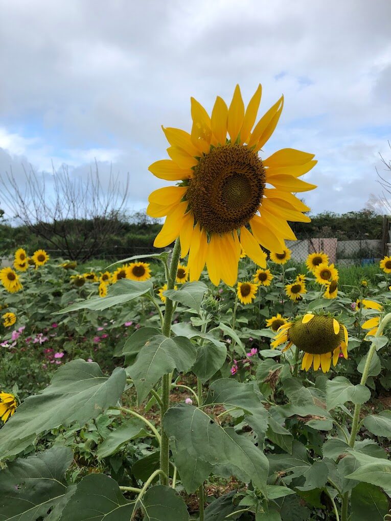 桃園景點不容錯過！2025年必訪的隱藏版景點揭密