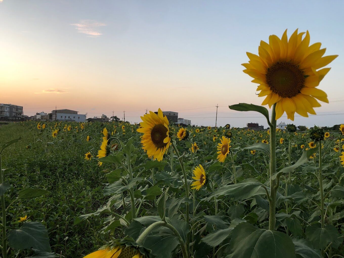 桃園景點不容錯過！2025年必訪的隱藏版景點揭密