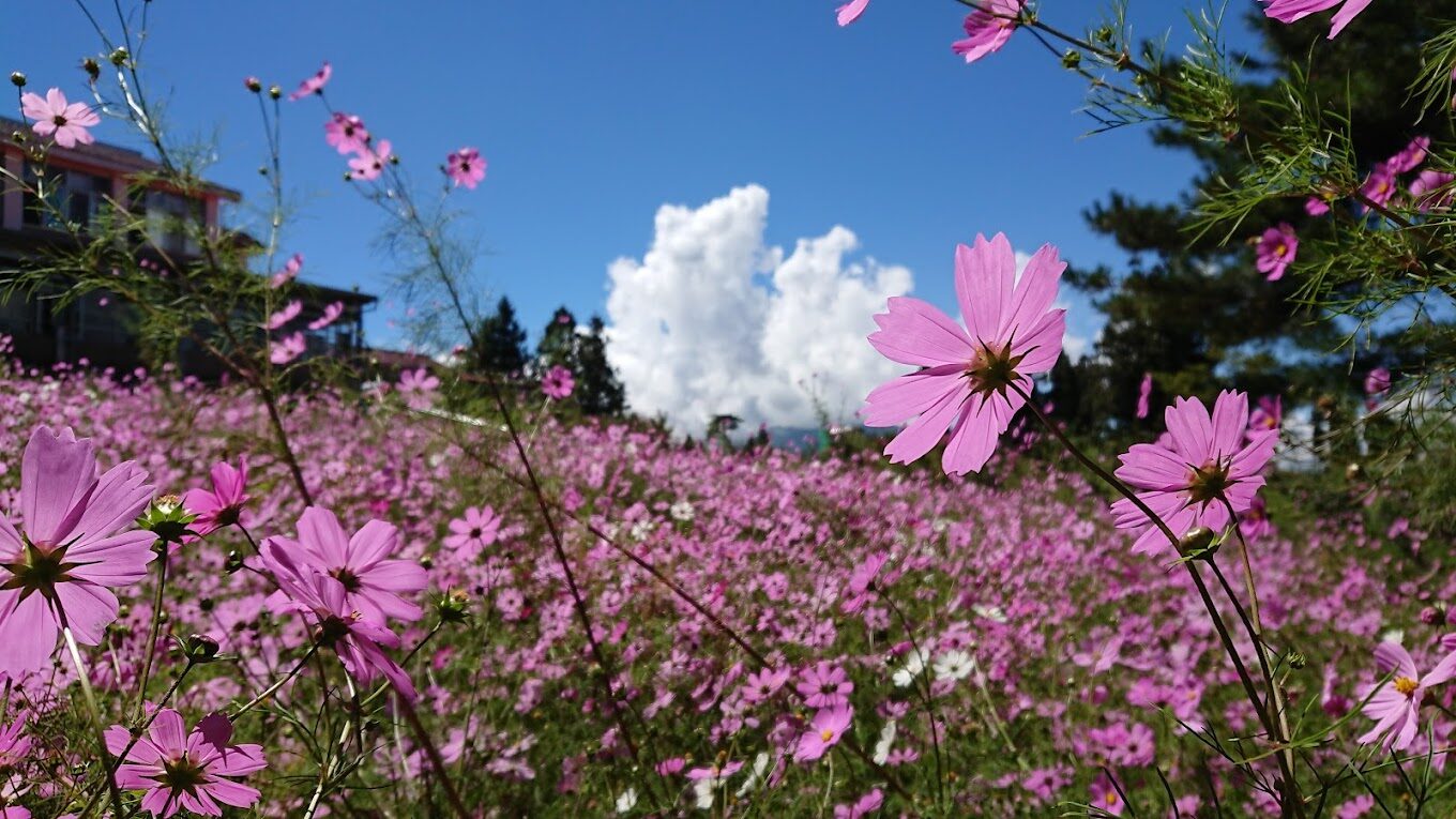 【2025】福壽山農場旅遊攻略｜不容錯過的絕美景點與特色美食