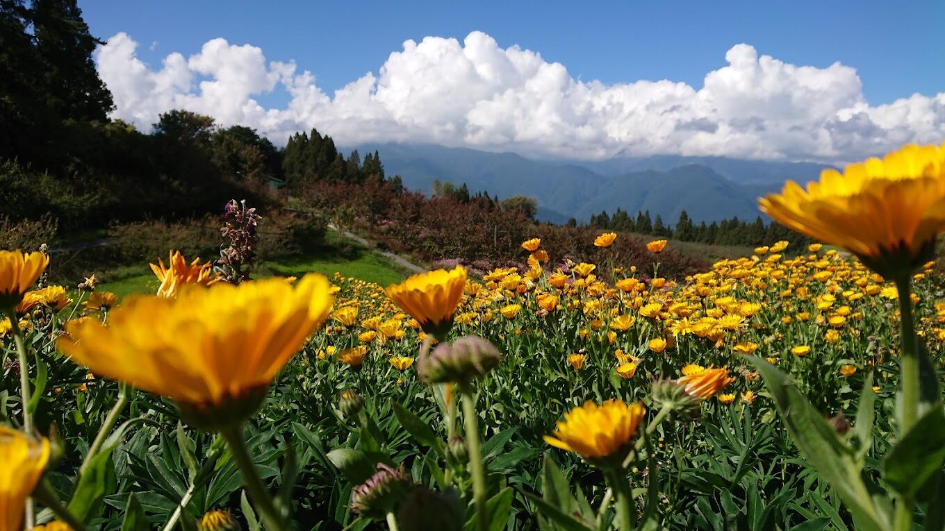 【2025】福壽山農場旅遊攻略｜不容錯過的絕美景點與特色美食