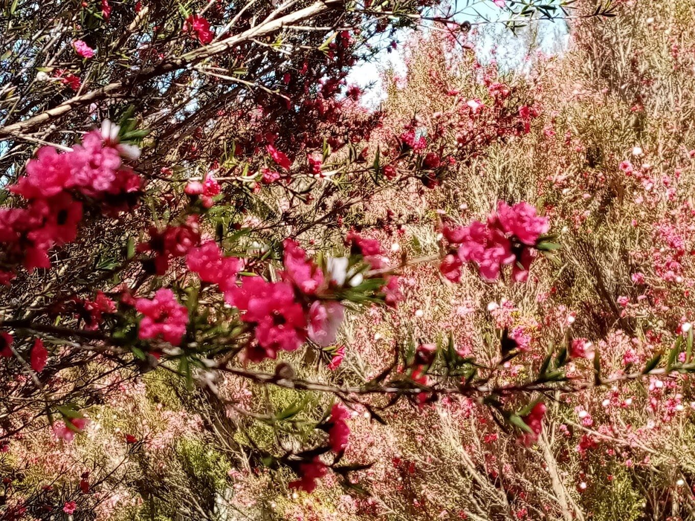 【2025】福壽山農場旅遊攻略｜不容錯過的絕美景點與特色美食