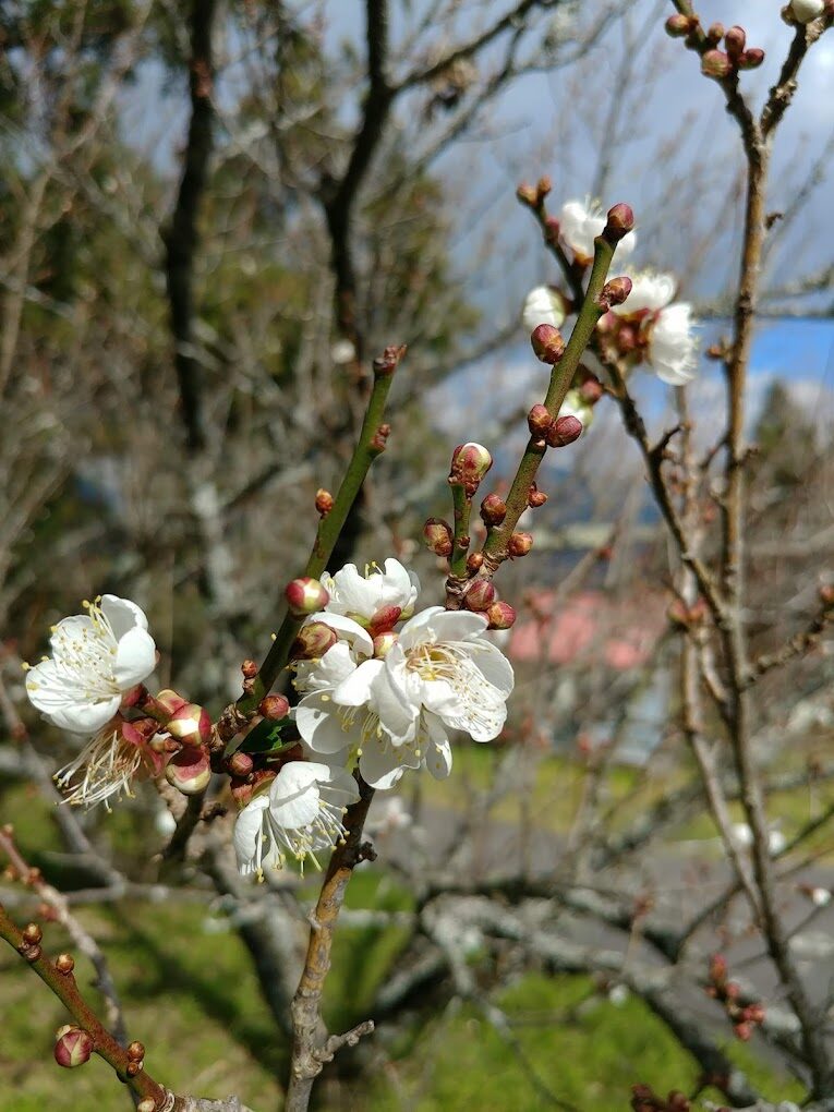 【2025】福壽山農場旅遊攻略｜不容錯過的絕美景點與特色美食