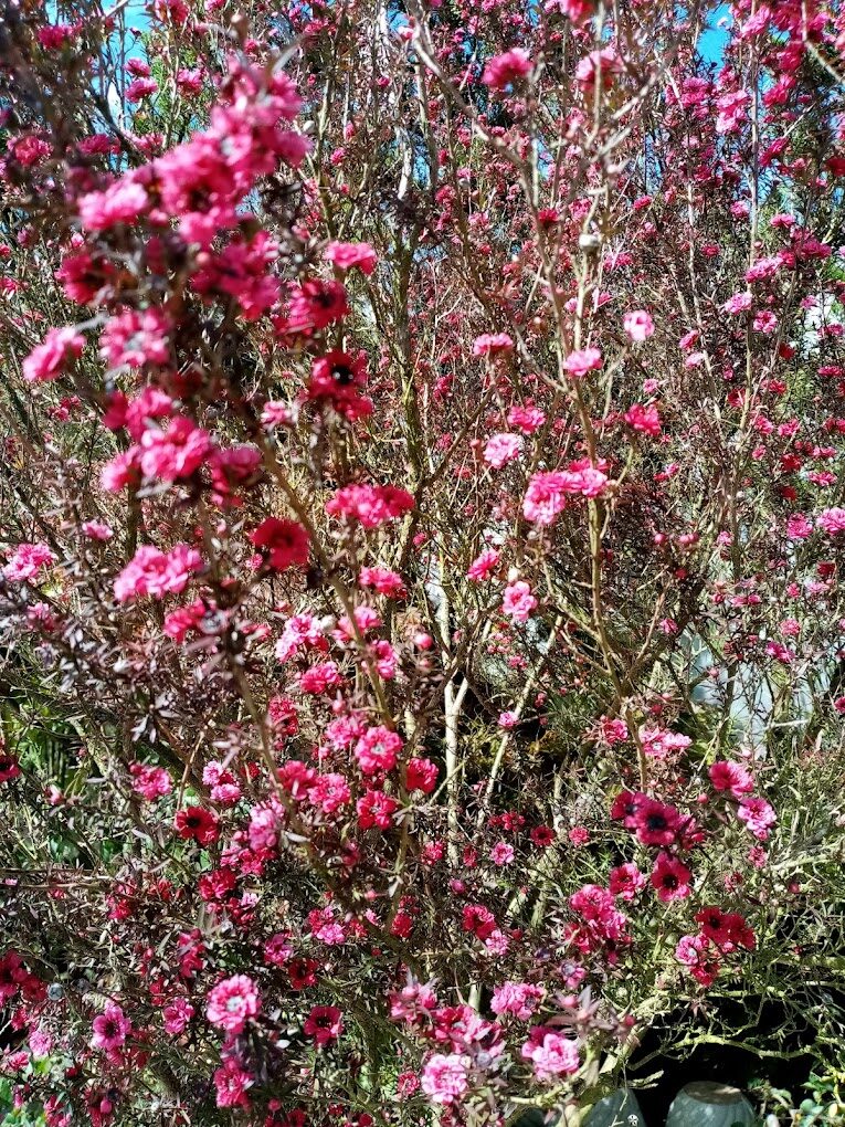 【2025】福壽山農場旅遊攻略｜不容錯過的絕美景點與特色美食