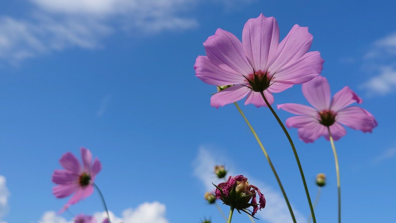 【2025】福壽山農場旅遊攻略｜不容錯過的絕美景點與特色美食