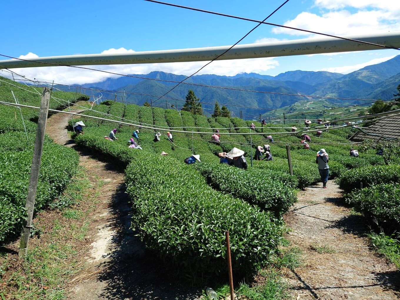 【2025】福壽山農場旅遊攻略｜不容錯過的絕美景點與特色美食