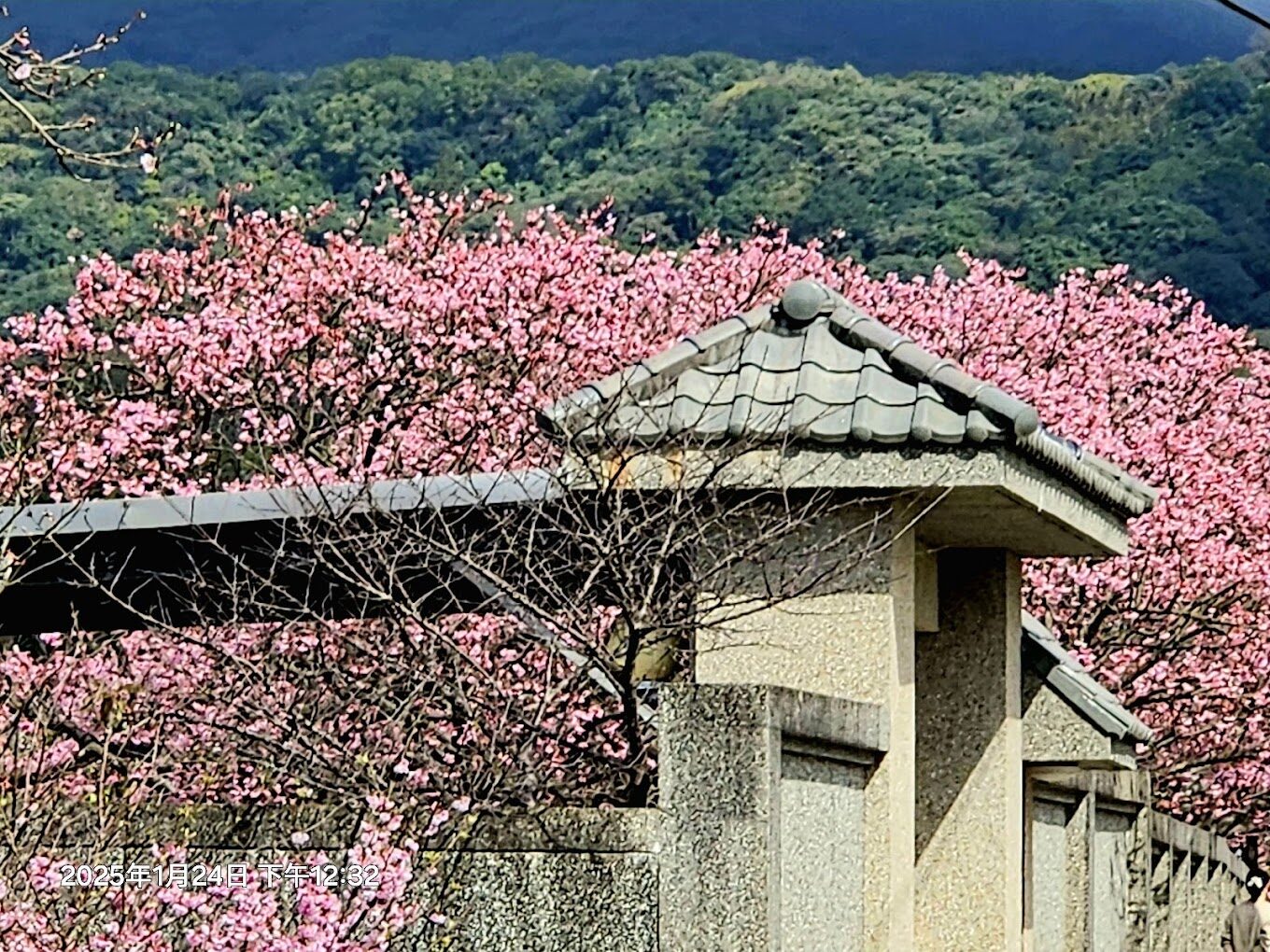 平菁街櫻花攻略｜2025你不可錯過的賞櫻秘境