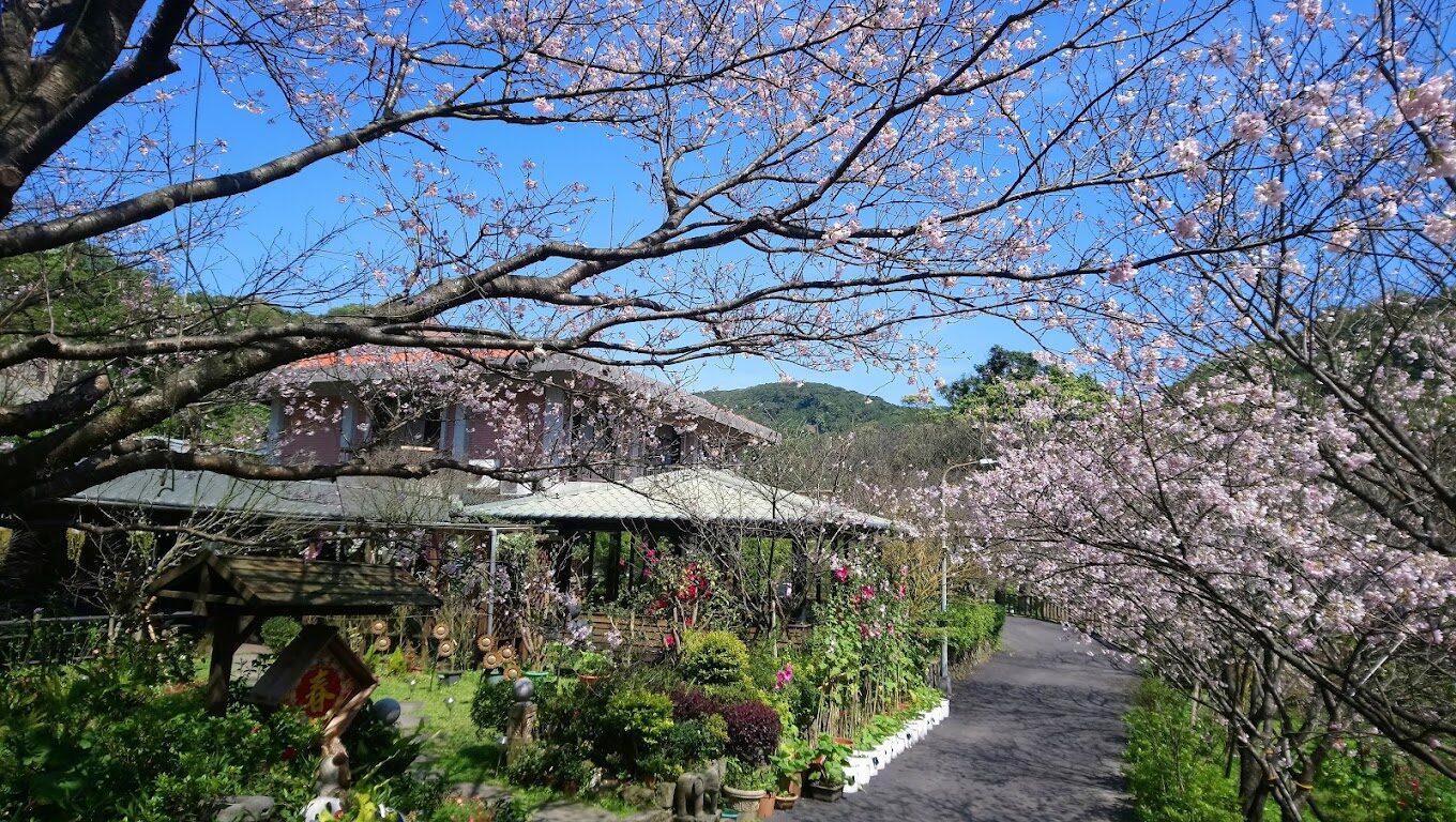 平菁街櫻花攻略｜2025你不可錯過的賞櫻秘境