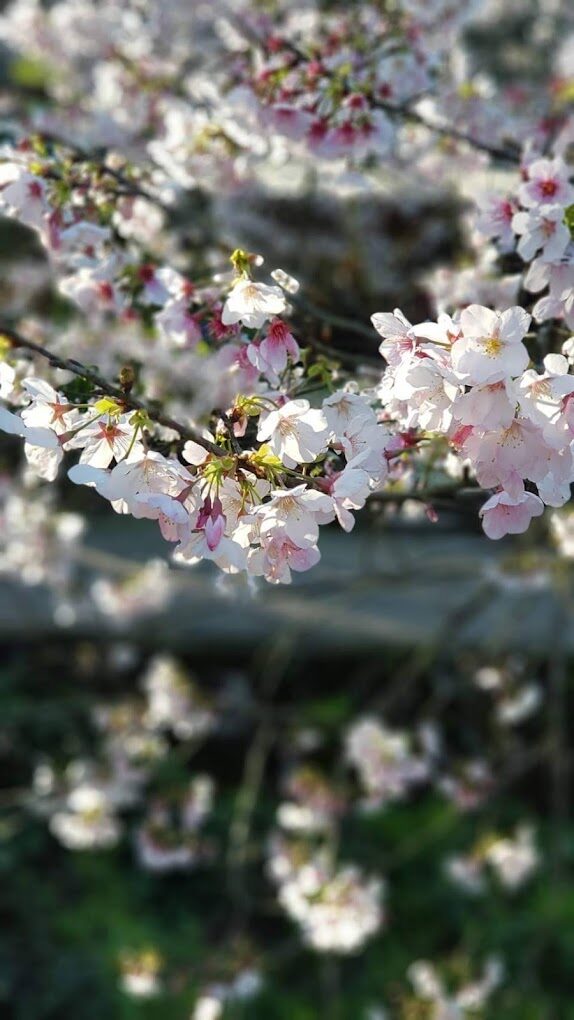 平菁街櫻花攻略｜2025你不可錯過的賞櫻秘境