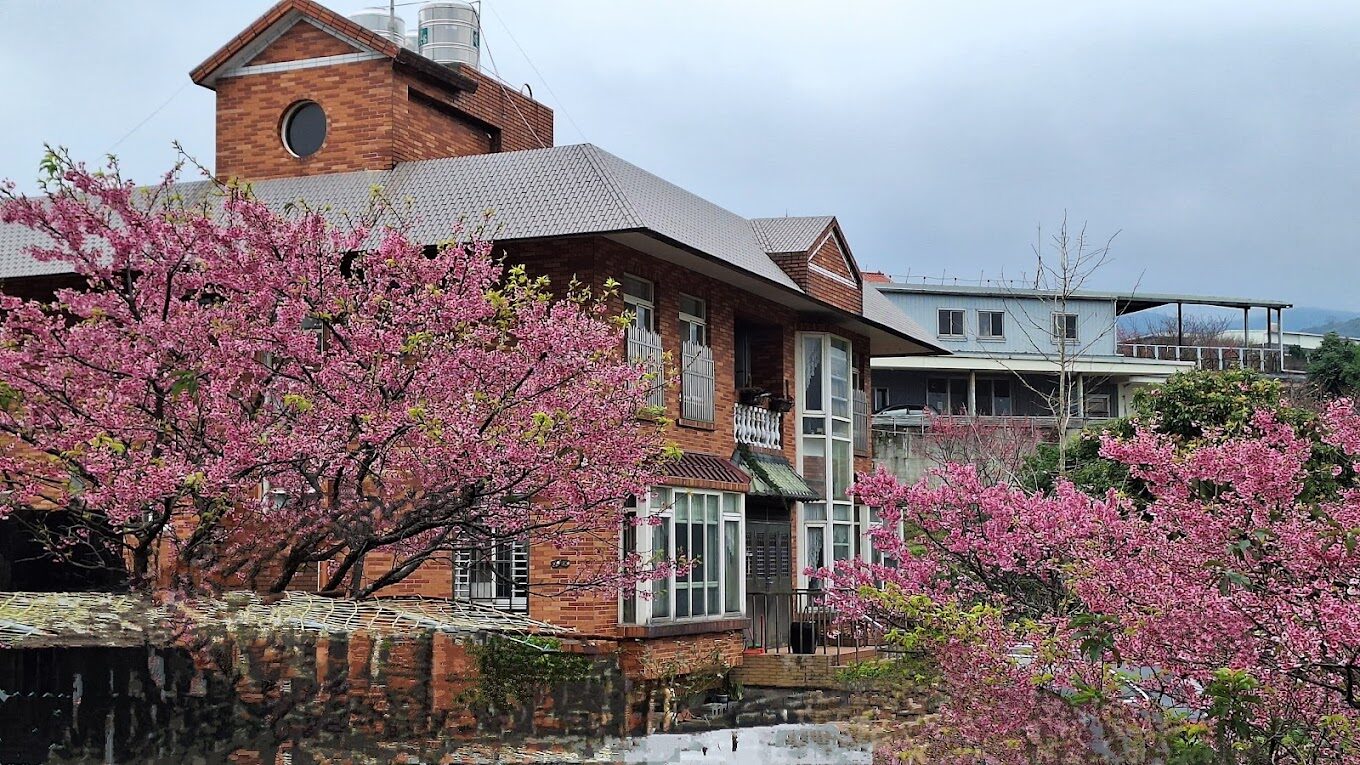 平菁街櫻花攻略｜2025你不可錯過的賞櫻秘境