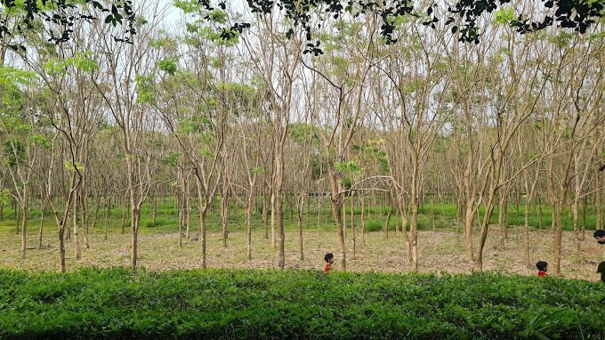 林後四林平地森林園區漫遊：屏東市區的綠色天堂