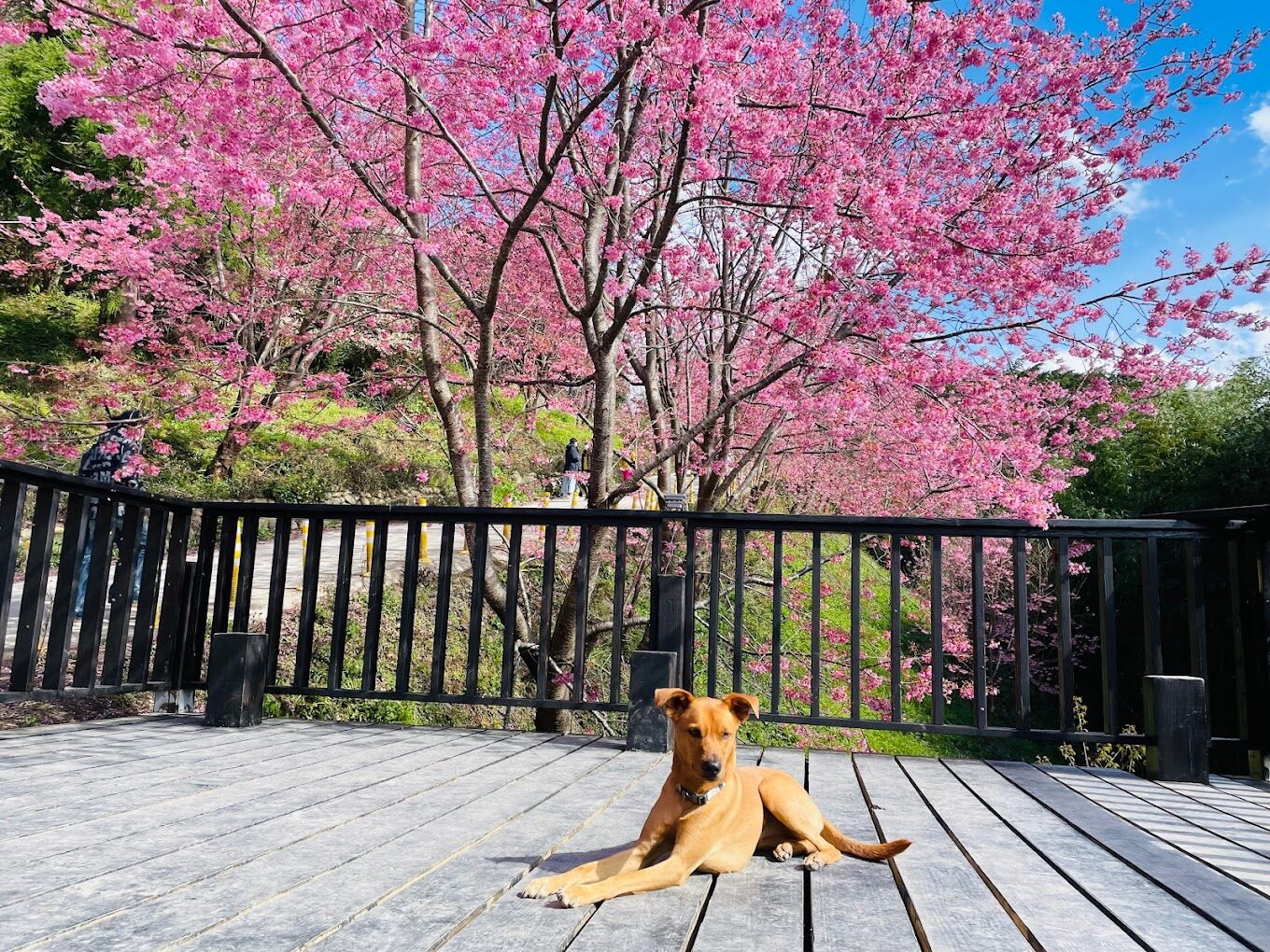 司馬庫斯兩天一夜：避開這些錯誤，打造完美的山地旅遊體驗