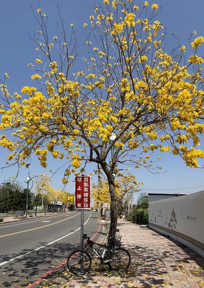 田尾公路花園-黃花風鈴木
